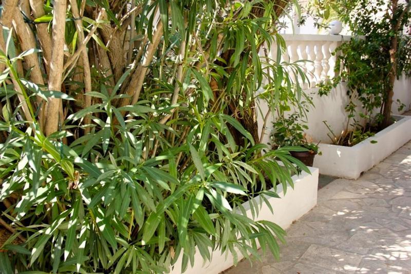 Apartment Jasmin